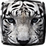 tiger live wallpaper android application logo